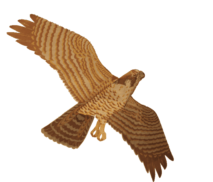 JACKITE FLAGS Peregrine Falcon Assembled